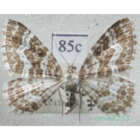 Epirrhoe pupillata (Thunberg, 1788) Slovakia85c